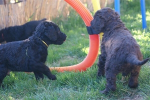 E-Wurf_28 Tage alt_Arnoldstein Cocker_5 Wochen alt 087