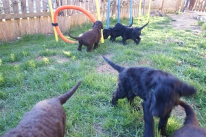 E-Wurf_28 Tage alt_Arnoldstein Cocker_5 Wochen alt 089