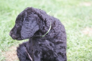 E-Wurf 6 Wochen alt 083