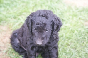 E-Wurf 6 Wochen alt 086