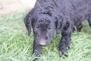 E-Wurf 6 Wochen alt 095