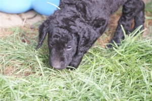 E-Wurf 6 Wochen alt 096