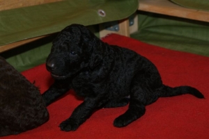 E-Wurf_20 Tage alt 003