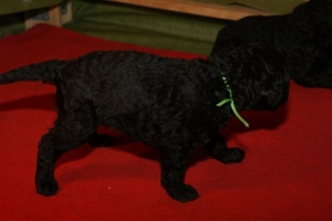 E-Wurf_20 Tage alt 004