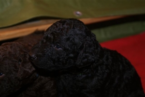 E-Wurf_20 Tage alt 007