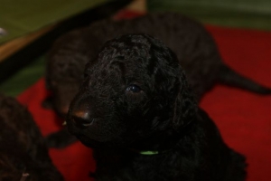 E-Wurf_20 Tage alt 008    