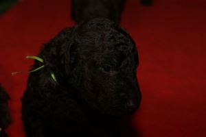 E-Wurf_20 Tage alt 009    