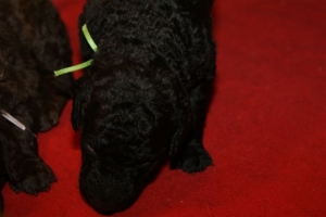 E-Wurf_20 Tage alt 010    