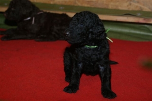 E-Wurf_20 Tage alt 033    