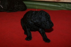 E-Wurf_20 Tage alt 034    