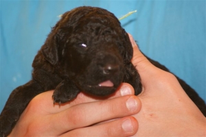 E-Wurf_22 Tage alt 008    