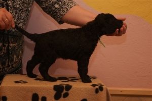 E-Wurf_28 Tage alt_Arnoldstein Cocker 009    