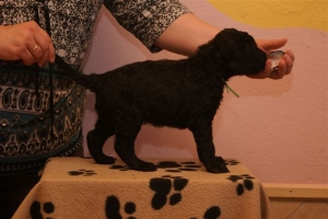 E-Wurf_28 Tage alt_Arnoldstein Cocker 010    