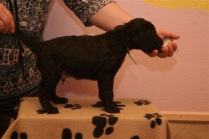 E-Wurf_28 Tage alt_Arnoldstein Cocker 011    