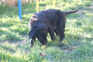 E-Wurf_28 Tage alt_Arnoldstein Cocker_5 Wochen alt 010    