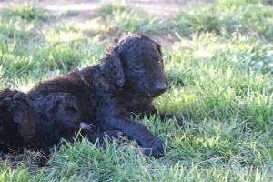 E-Wurf_28 Tage alt_Arnoldstein Cocker_5 Wochen alt 028    