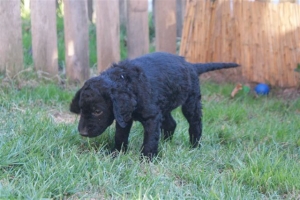 E-Wurf_28 Tage alt_Arnoldstein Cocker_5 Wochen alt 046    