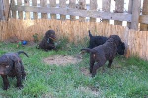 E-Wurf_28 Tage alt_Arnoldstein Cocker_5 Wochen alt 051    