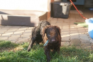 E-Wurf_28 Tage alt_Arnoldstein Cocker_5 Wochen alt 079    