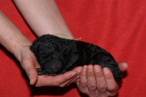 E-wurf_5 Tage alt 013