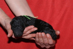 E-wurf_5 Tage alt 014