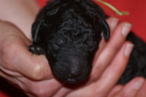 E-wurf_5 Tage alt 015