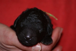 E-wurf_5 Tage alt 016