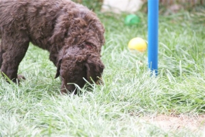 E-Wurf 6 Wochen alt 002 