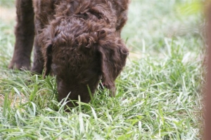 E-Wurf 6 Wochen alt 003 