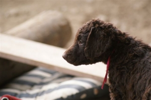 E-Wurf 6 Wochen alt 009 