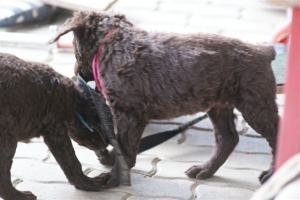 E-Wurf 6 Wochen alt 011 