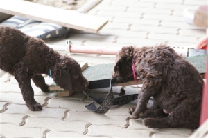 E-Wurf 6 Wochen alt 012 