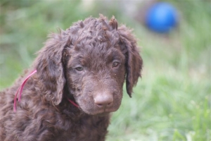 E-Wurf 6 Wochen alt 067 