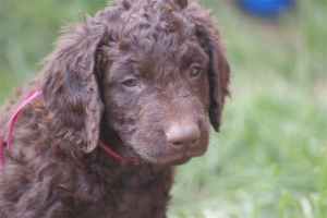 E-Wurf 6 Wochen alt 068 