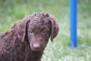 E-Wurf 6 Wochen alt 069 