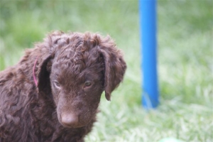 E-Wurf 6 Wochen alt 070 