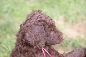 E-Wurf 6 Wochen alt 074 