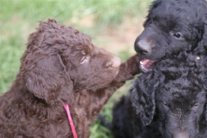 E-Wurf 6 Wochen alt 075 