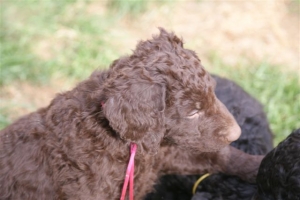 E-Wurf 6 Wochen alt 076 