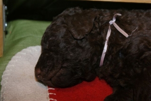 E-Wurf_20 Tage alt 002  