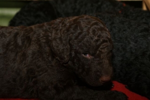 E-Wurf_20 Tage alt 005  