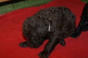 E-Wurf_20 Tage alt 018  