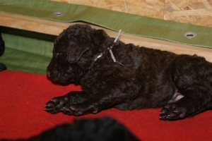 E-Wurf_20 Tage alt 019  