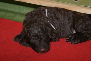 E-Wurf_20 Tage alt 020  