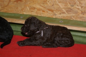 E-Wurf_20 Tage alt 035  