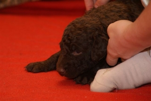 E-Wurf_20 Tage alt 046  