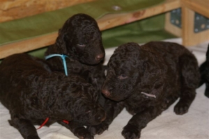 E-Wurf_20 Tage alt 055  