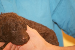 E-Wurf_22 Tage alt 016  