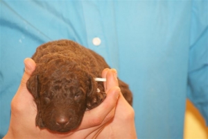 E-Wurf_22 Tage alt 017  