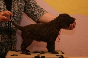 E-Wurf_28 Tage alt_Arnoldstein Cocker 007  